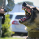 Illustration for article titled What It’s Like To Be Attacked By An Attack Dog